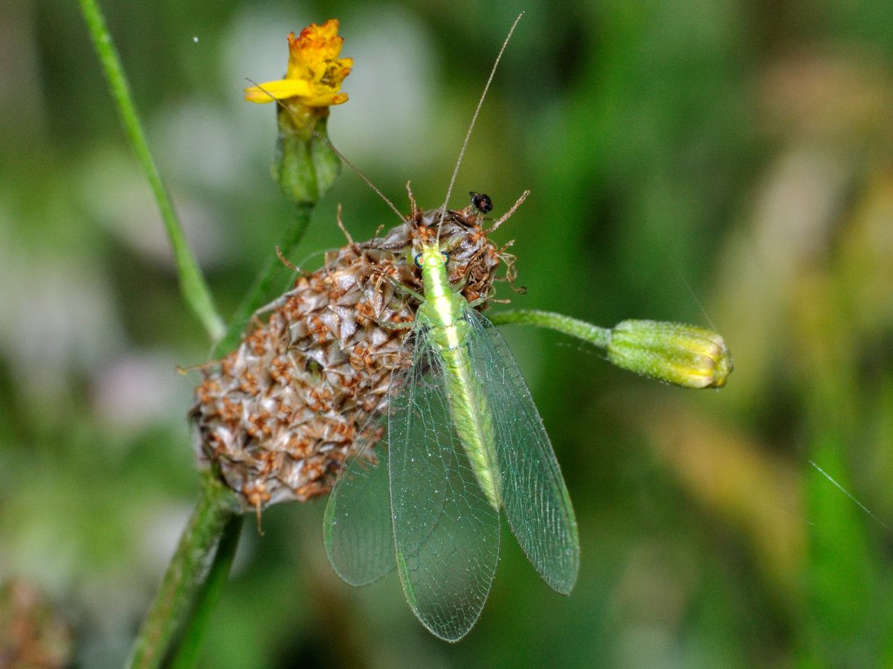 Chrysoperla sp.